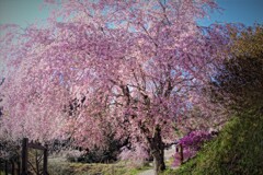 中山道に咲く１