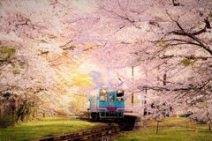 桜色に染まる駅６