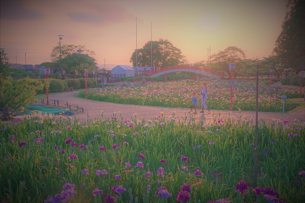 夕刻の菖蒲園４