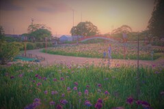 夕刻の菖蒲園４