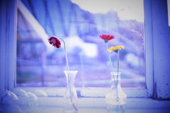 ガ－ベラ君の片想い。。。Dlofre`s cafe１