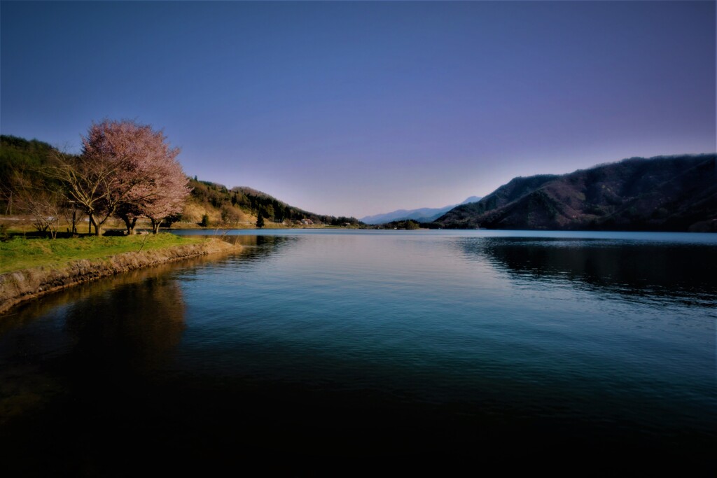 湖畔の桜１