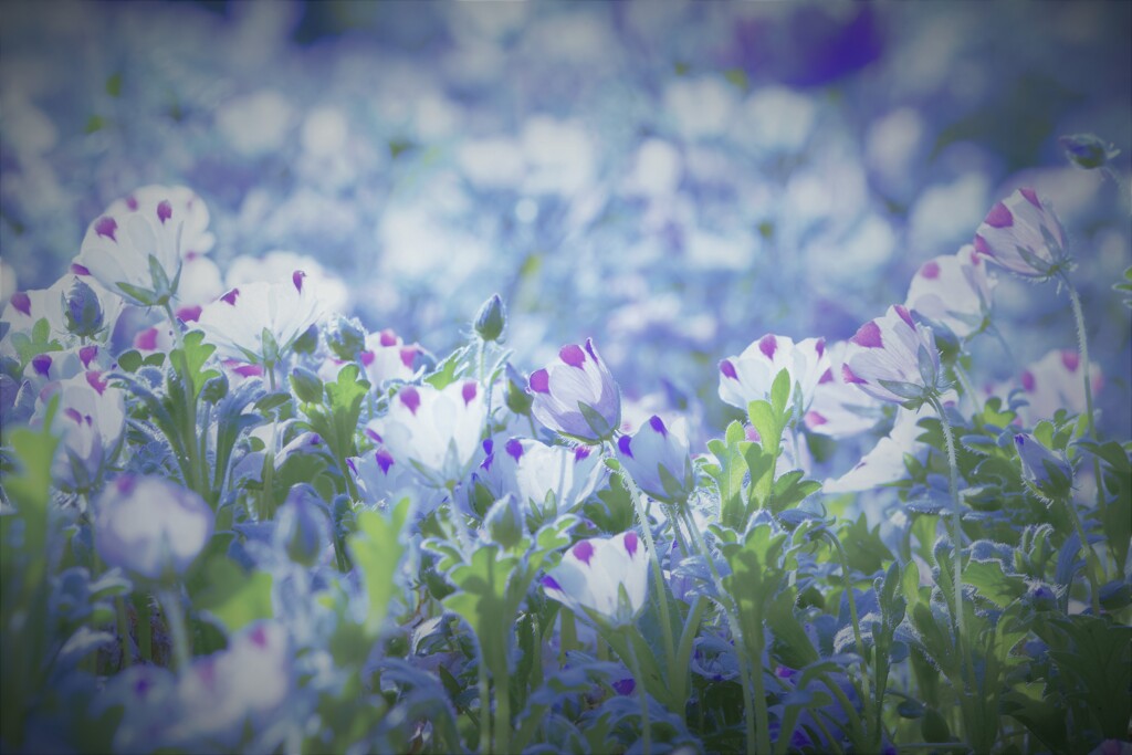 春を歌うネモフィラ隊