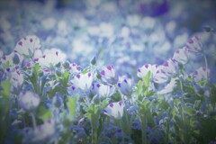 春を歌うネモフィラ隊