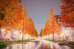 恋人達の散歩道　Autumn red