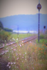 線路沿いの秋（弾丸撮影日6）