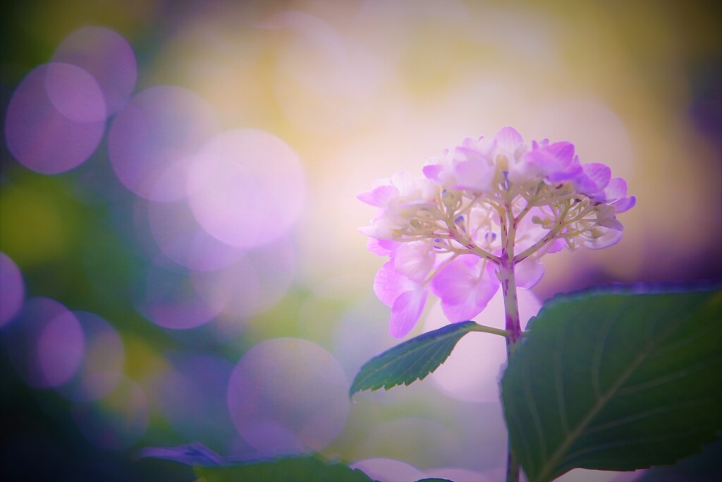 玉ボケの降り注ぐ朝２