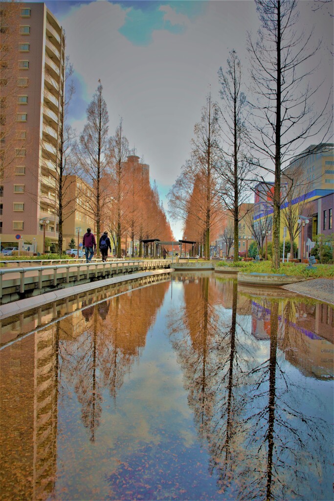 セコイア並木　リフレクション