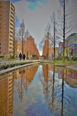 セコイア並木　リフレクション