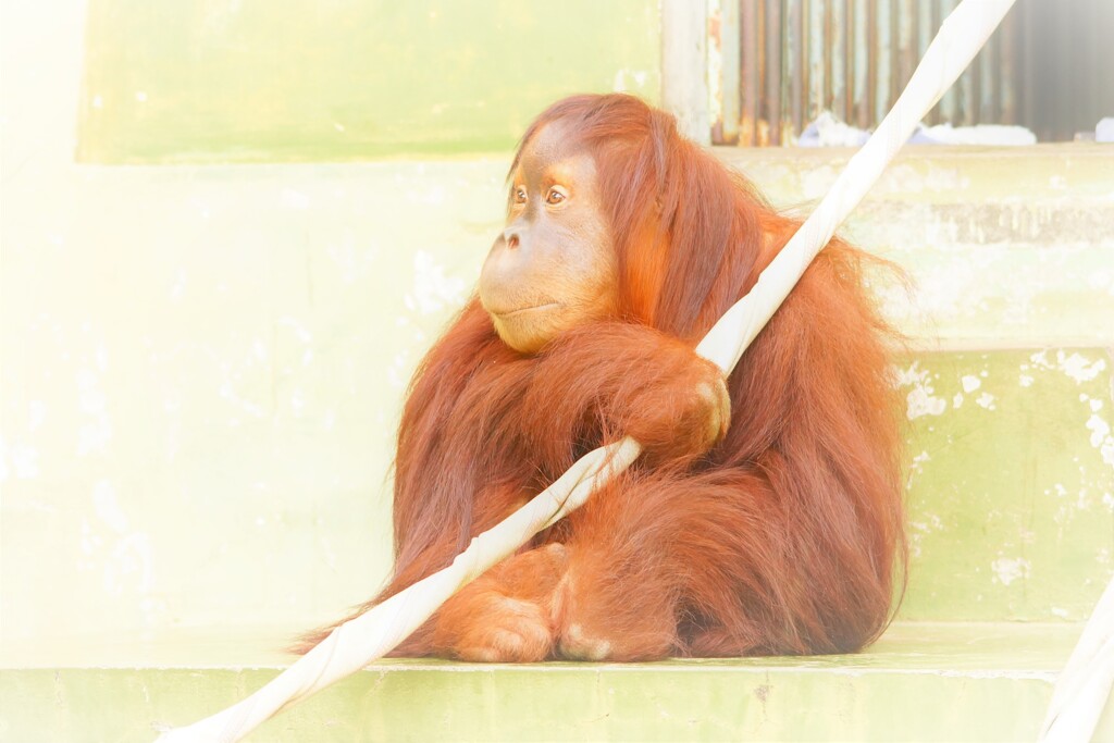 ウ－タン劇場その３　あら失礼！