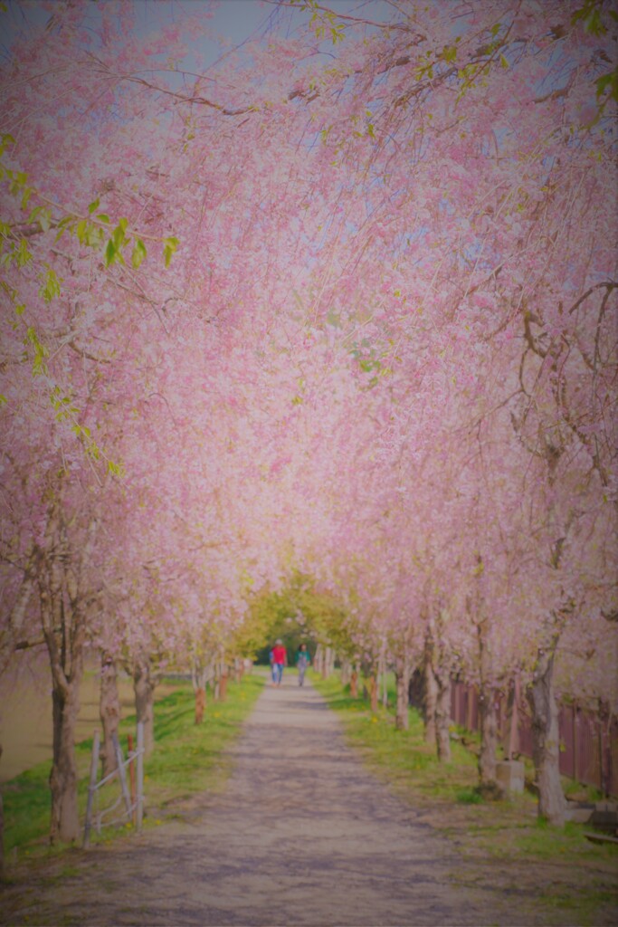 花の都の桜並木２