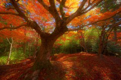 孤高の一本もみじ３　日がまわる時