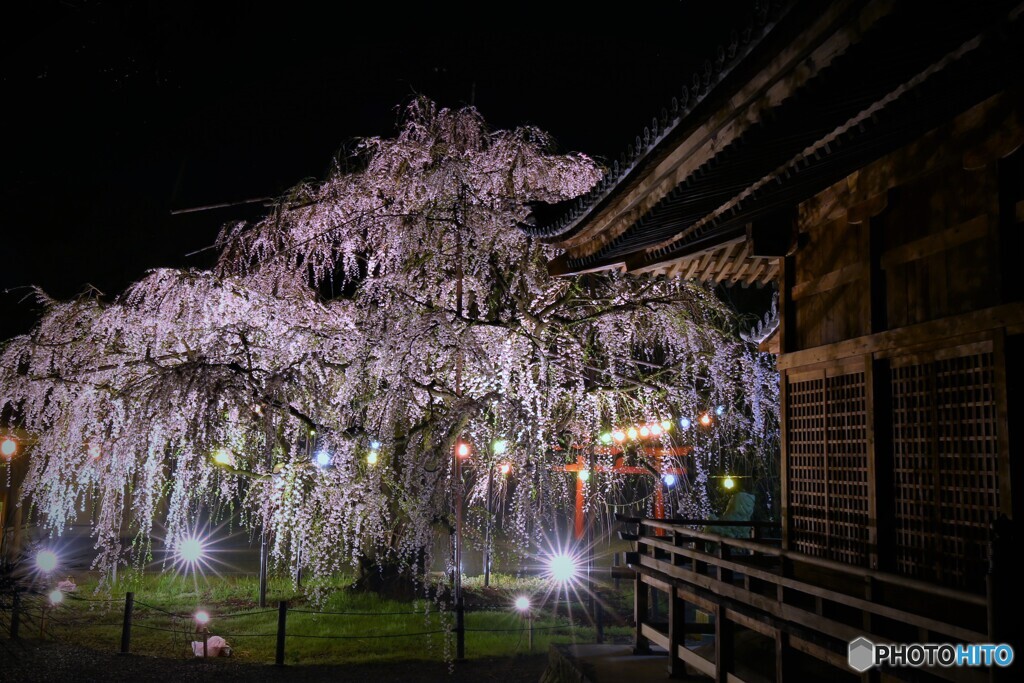 八幡神社一本桜２０１７