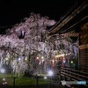八幡神社一本桜２０１７