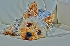 暇だのん（遠州弁１）