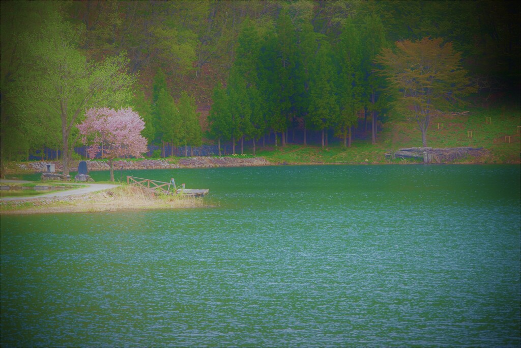 湖畔の桜２