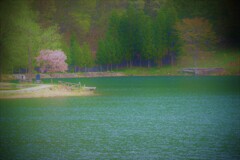 湖畔の桜２