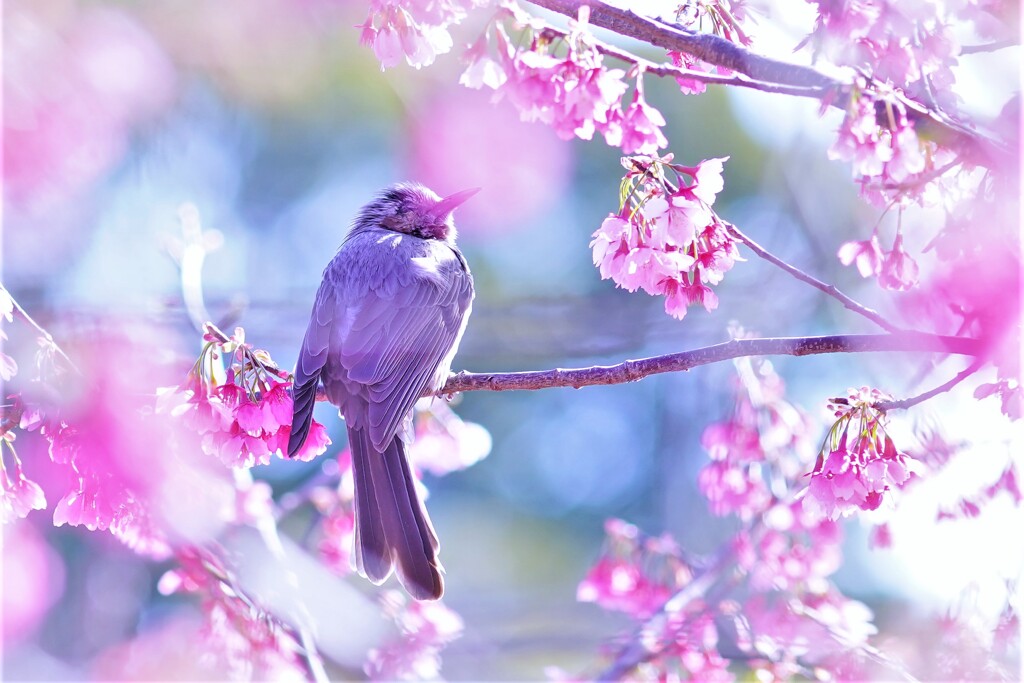 掛川桜とヒヨドリ３