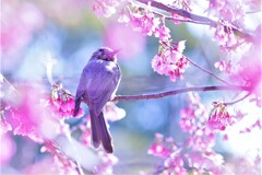掛川桜とヒヨドリ３