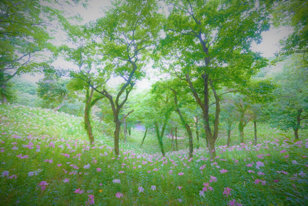 木立を吹き抜ける6月の風