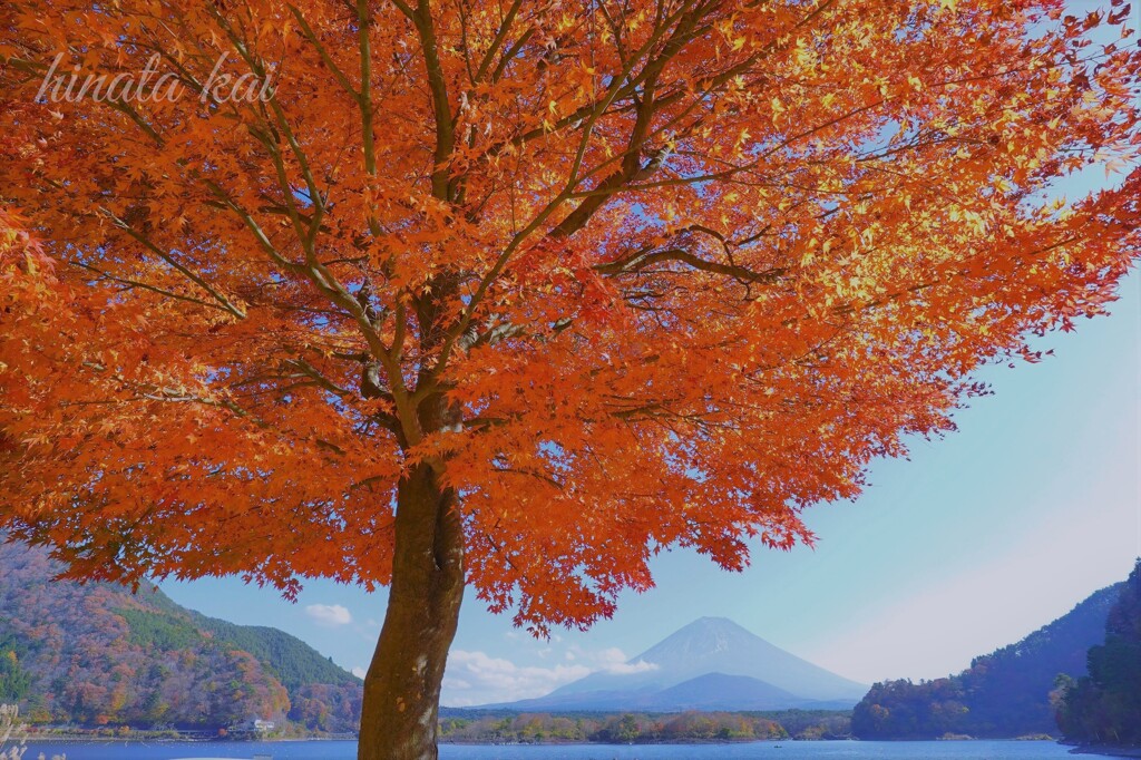 紅鶴のように