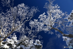 雪の華