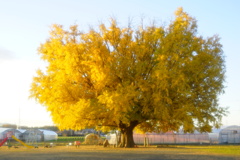 黄色い時　達成