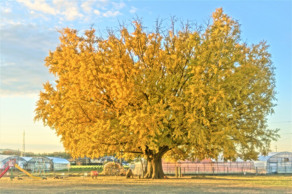 黄色の時（再アップ）