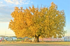 黄色の時（再アップ）