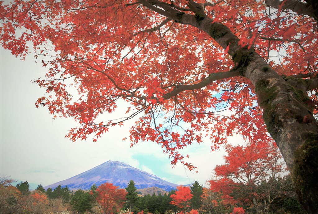 秋の彩をまとう富士山