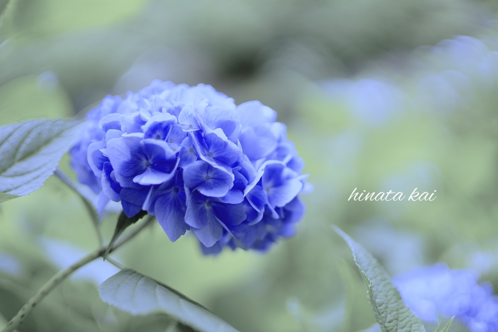 紫陽花の季節２