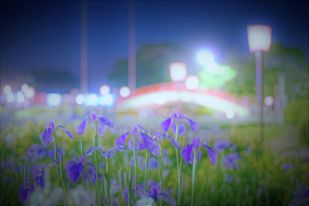 夜の菖蒲園２