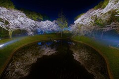 Flower park reflection1