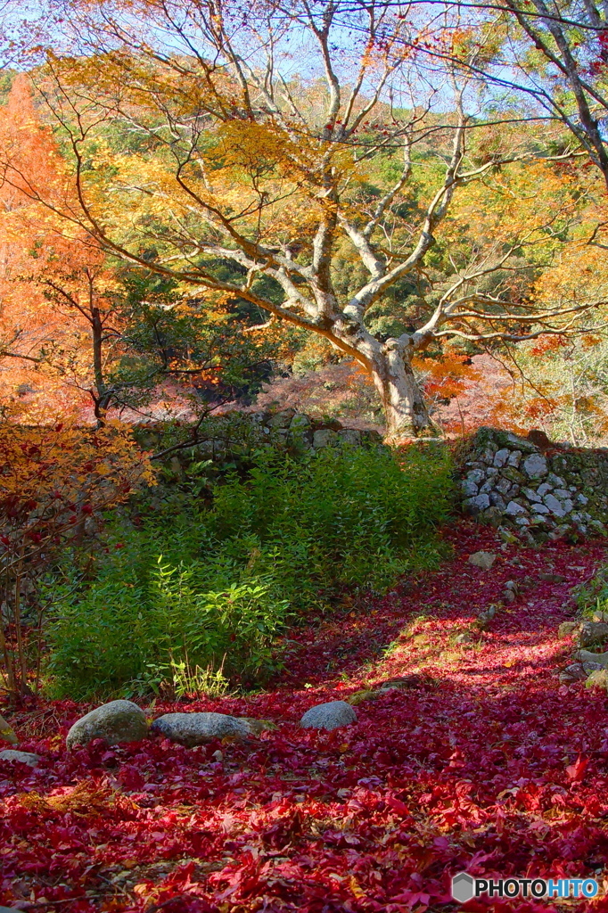 紅葉の後期