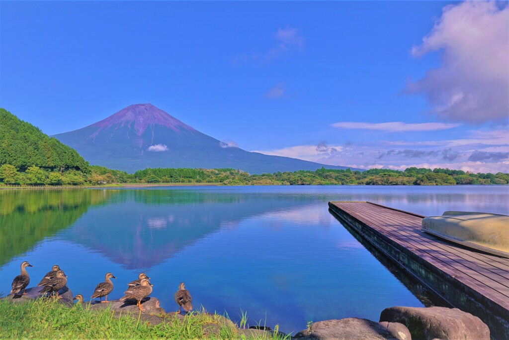 富士山を愛でるカモさん一家