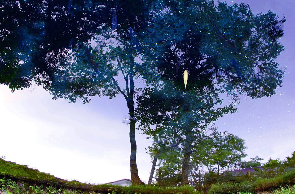 コイガミノル木