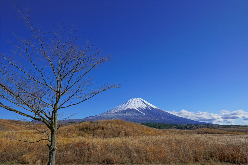 冬の朝霧高原の午後