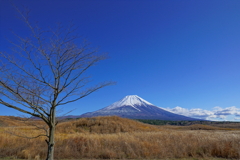 冬の朝霧高原の午後