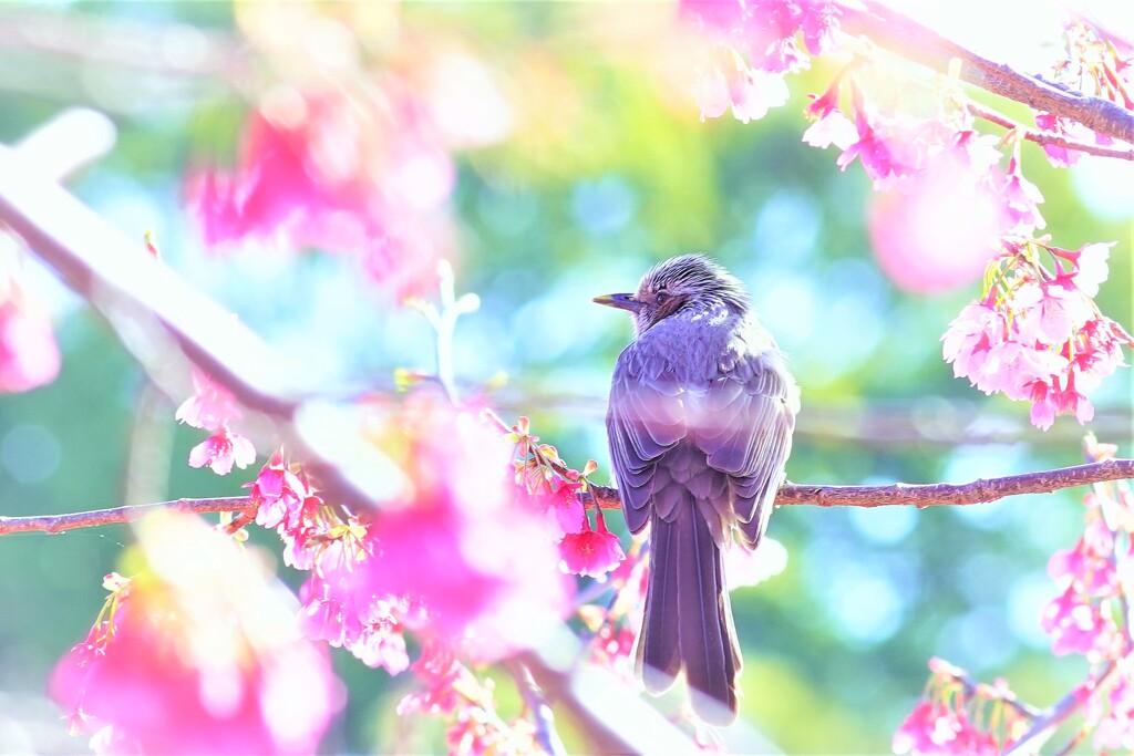 掛川桜とヒヨドリ２