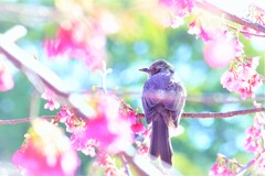 掛川桜とヒヨドリ２