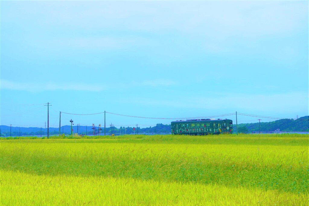 夏の田んぼを走る２