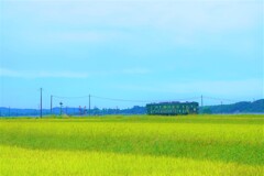 夏の田んぼを走る２