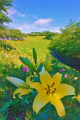 空の青さに映える花１