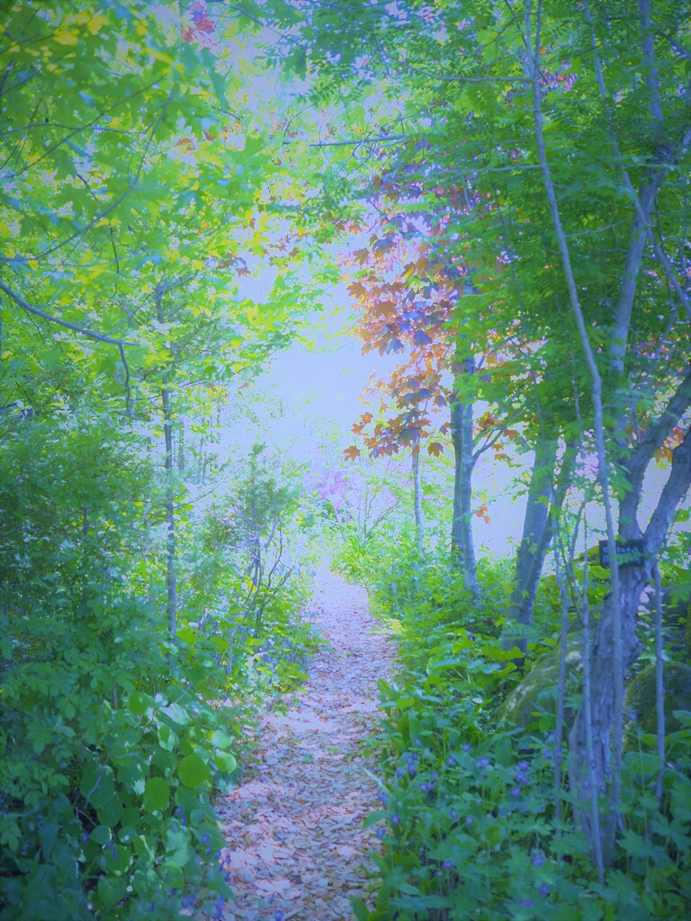 緑の小路