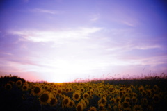 斜陽の向日葵