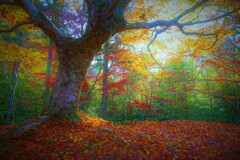 孤高の一本もみじ２　日が射す時