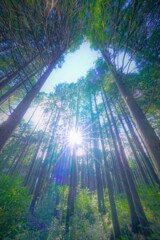 杉林～光と風の通り道