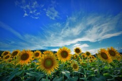 sunflower