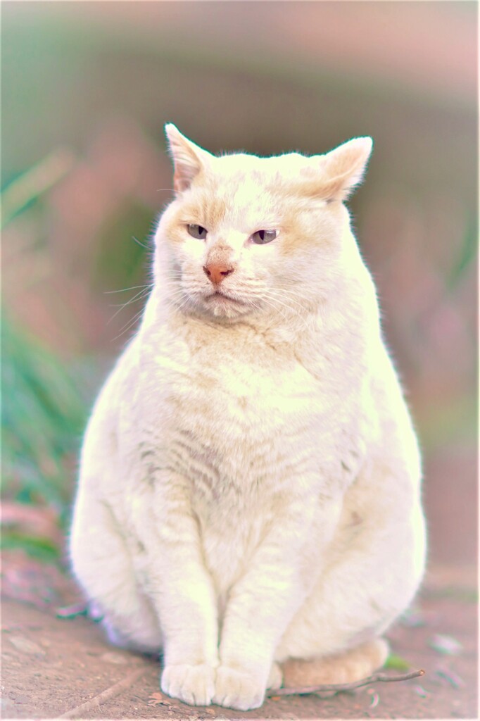 実家に帰らせていただきます！