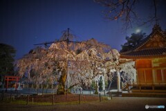 八幡神社一本桜２０１８